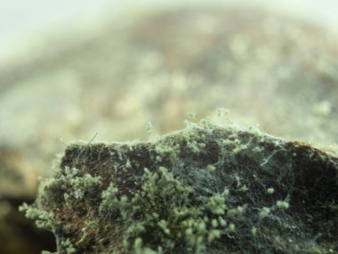 Çürük bir elmanın üzerinde büyüyen mantarlara yakın çekim. Küflü çürük elma. Çürük bir meyve kabuğunda beyaz küf penisilin.