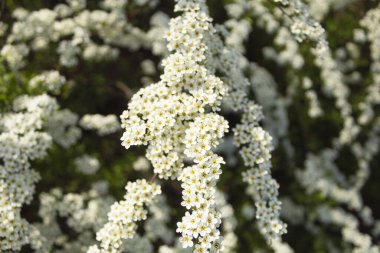 Bahar aylarında bir meyve dalındaki beyaz çiçeklerin makro fotoğrafı parmak izi, poster, duvar kâğıdı, iç mekan, dekor ve tasarım için boş.