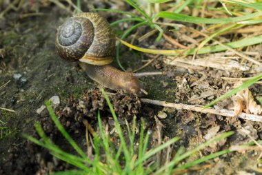 Salyangoz doğal ortamında. Bir salyangoz yerde sürünür ve evini taşır.
