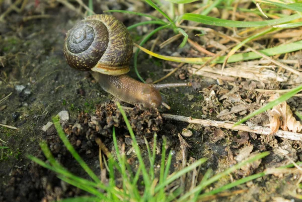 Escargot Dans Son Habitat Naturel Escargot Glisse Sur Sol Ramène — Photo