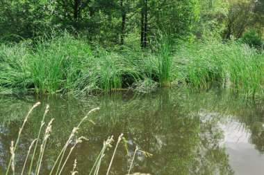 Yeşil yemyeşil çimenler ve uzun ağaçlardan oluşan güzel bir manzara.