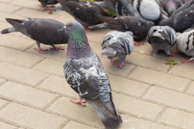 Güvercin çerçeveye bakıyor. Bir güvercin yerde yürür ve fotoğrafçıya bakar.