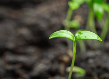 Su damlaları Genç yeşil bir filiz üzerinde