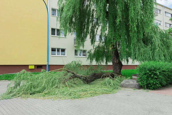 Büyük kalın bir ağaç dalı kırıldı ve devrildi. Fırtına sırasında bir ağaç dalı kırıldı.