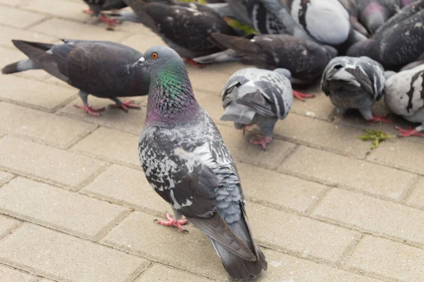 Güvercin çerçeveye bakıyor. Bir güvercin yerde yürür ve fotoğrafçıya bakar.