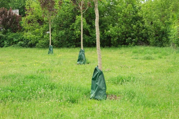 Plantar Regar Árboles Jóvenes Bebedor Coches Para Árboles Jóvenes Cuidado — Foto de Stock