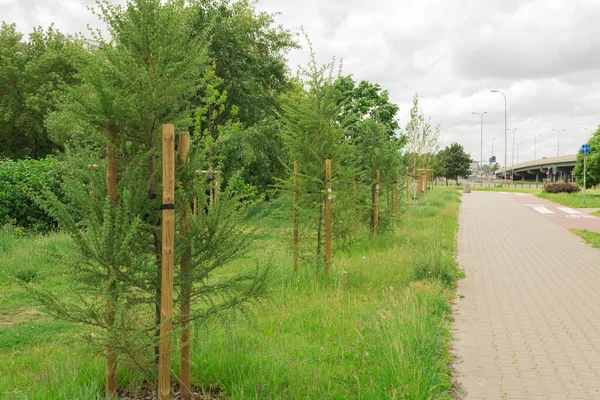 Şehri yeşillendirmek ve genç ağaçlar dikmek. Şehir parkının güzel manzarası.