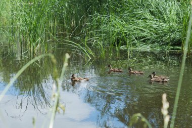 Yaban ördeği ve ördek yavruları suyun üzerinde yüzüyor.