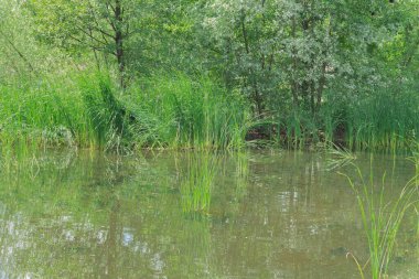 Genç sazlar nehirde. Genç sazlıklar ve bir gölet manzarası. Peyzaj