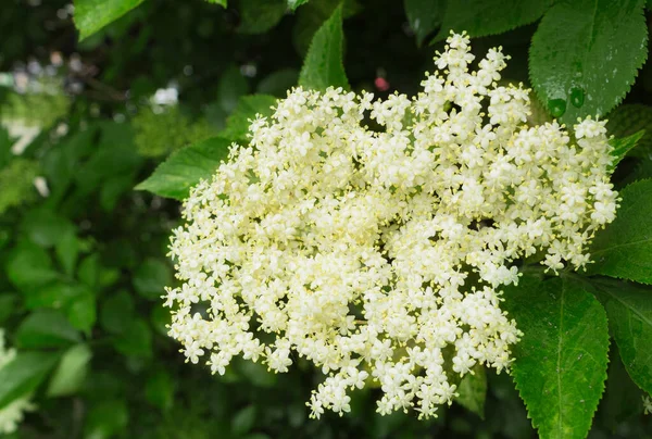 White flowers during flowering after rain. Background of white flowers on a green background with drops of water after rain