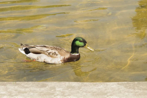 Wild duck swims and looks into the frame. Duck swims across the pond. Beautiful and well-groomed duck