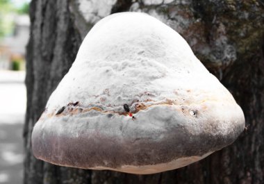 Ağaçtaki mantarlar ve böcekler