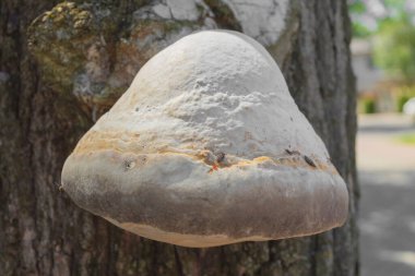  Ağaç gövdesinde büyüme ya da mantar