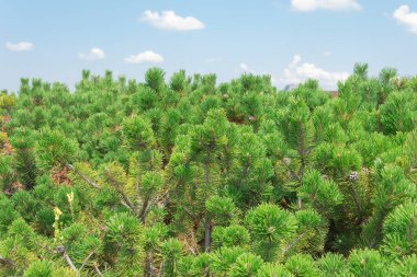 Mavi gökyüzüne karşı çam dalları. Çam ormanı manzarası