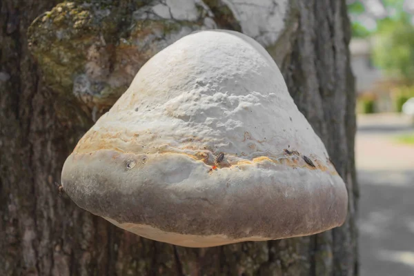 Croissance Champignon Sur Tronc Arbre — Photo