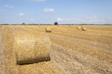 Sahada yuvarlak saman balyaları. Bir tarlada saman yığınları.