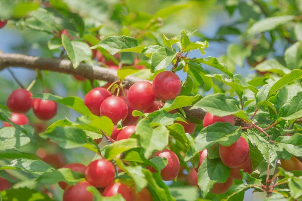 Olgun yabani erikler ağaçta yetişir. Kırmızı kirazlı erik... Mirabelle, güneşin ışığında ağaçta yetişir.