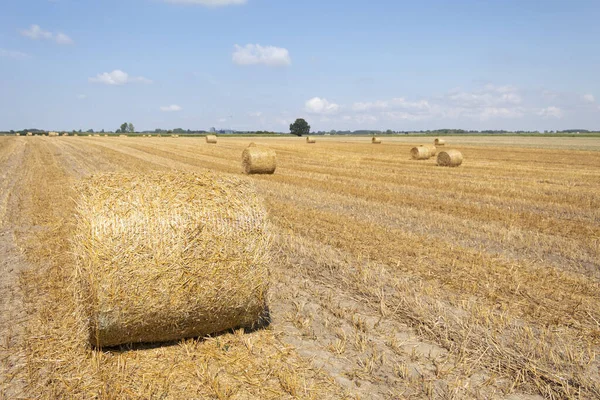 Round bales of straw on the field. Field landscape bales of straw on a farm field