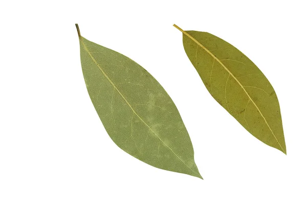 Dry Bay Leaf Isolated Background Spice Bay Leaf — Stock Photo, Image