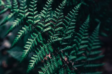 Ormanda eğreltiotu yaprakları. Eğreltiotu Yaprağı