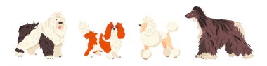 Köpek kısa kuyruk, Şövalye Kral Charles Spaniel, Kaniş, Afgan Tazı düz vektör seti üretir. Tımar ve hayvan bakımı konsepti. Sergi tanıtım afişi, afiş, internet rehberi, çıkartmalar için sevimli hayvanlar..