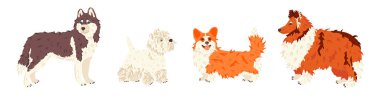 Husky, West Highland White Terrier, Corgi, Collie dog düz vektör kümesi üretir. Evcil hayvan dükkanları ve kuaför salonu iniş sayfası için sergi tanıtım afişi, sosyal medya etiketleri, online rehber.