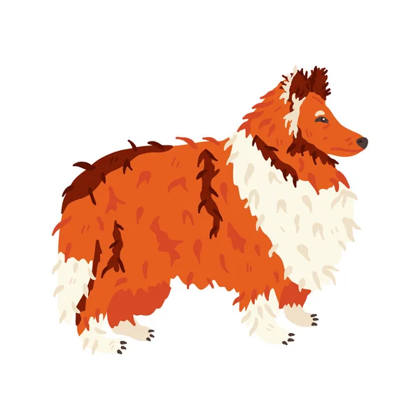 Collie long haired breed dog flat vector illustration. Grooming fan and pet care concept. Red, white and brown fur. Cute animal. For social networks stickers, online encyclopedia, guide, vet manual — Stock Vector