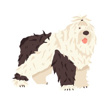 Şirin büyük köpek Kış Kuyruğu. Hayvan yassı vektör çizimi. Uzun saçlı evcil hayvan bakımı hayranı. Çevrimiçi çıkartmalar, rehber, kılavuz, ansiklopedi için iyi