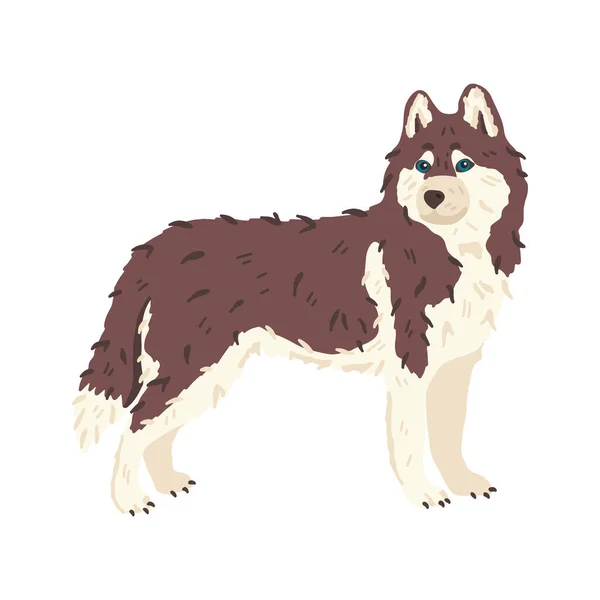 Husky cane razza piatto vettoriale illustrazione. Animali selvatici come lupi. Grooming e pet care concept. Buono per saloni e negozi di animali atterraggio, adesivi, guida online, banner di social network, mostra — Vettoriale Stock