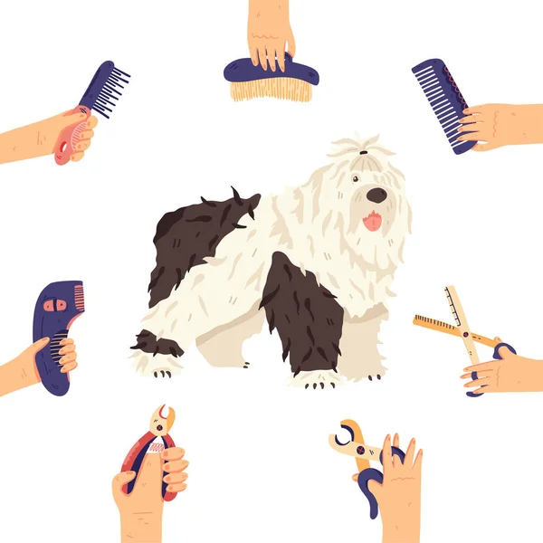 Bobtail e groomers mãos com ferramentas de preparação ao redor. Diversão longa pele cão raça plana vetor ilustração. Para pet care salão, lojas, desembarque, banners, cartaz promocional, adesivo, rede social . —  Vetores de Stock