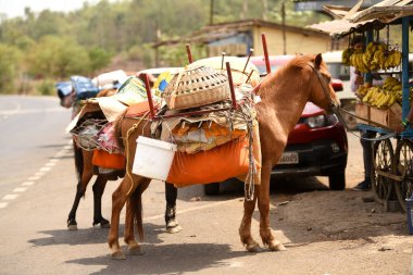 Kasara, Hindistan / 29 Mayıs 2018: Bir at, Bombay, Mumbai, Maharashtra, Hindistan yakınlarındaki Kasara yakınlarındaki bir köylünün ev eşyalarını taşıyor 
