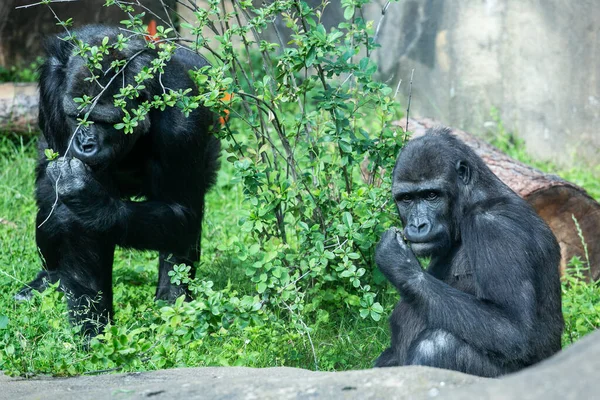 Zwei Gorillaweibchen Fressen — Stockfoto