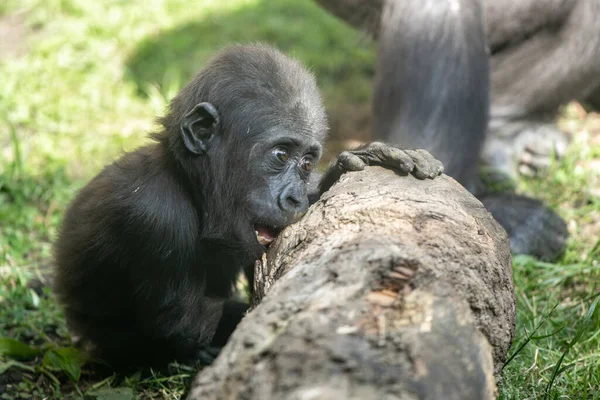 Gorillababy Zoo — Stockfoto