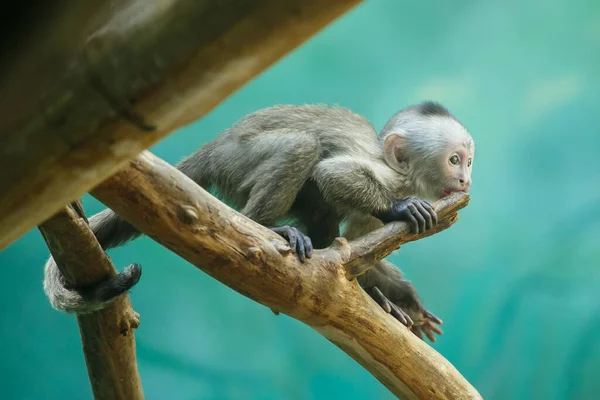 Weinende Kapuzinerbabys Zoo — Stockfoto
