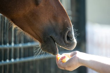 Hayvanat bahçesinde hayvanları beslemek yasaktır, atlar bile.
