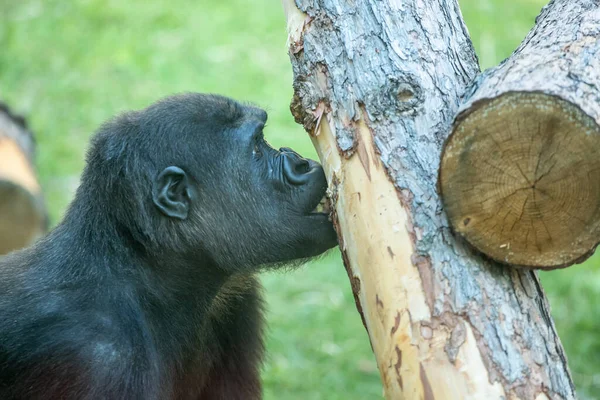 Männlicher Gorilla Frisst Baumrinde Zoo — Stockfoto