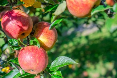 Tarım arka plan - organik tarım ağaçtan elma demet.