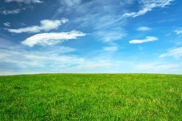 Spring Agricultural Landscape Green Meadow Blue Sky Background Sunny Day Royalty Free Stock Images