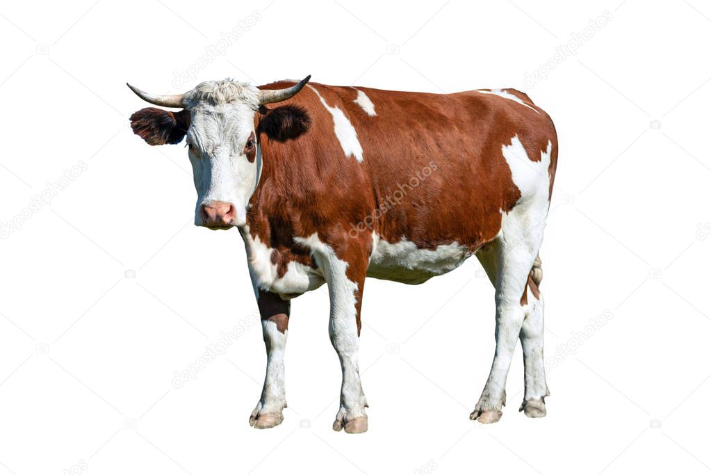 Dairy white and brown cow