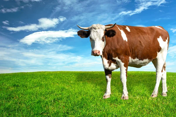 Vacca bianca e marrone da latte — Foto Stock