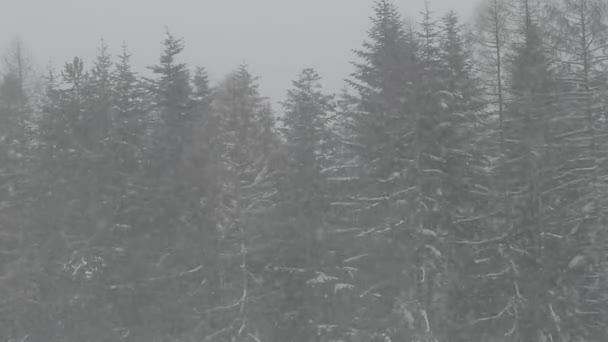 Лісовий Пейзаж Під Час Зимової Сніжної Погоди — стокове відео