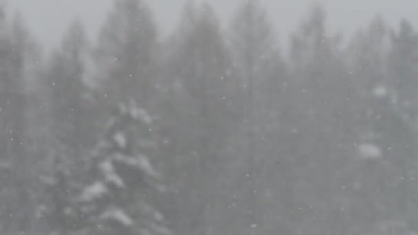 Mauvais temps - tempête de neige et flocons de neige en gros plan 