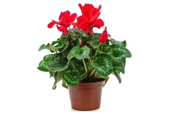 Fleur Rouge Cyclamen Dans Pot Isolé Sur Fond Blanc Détails — Photo