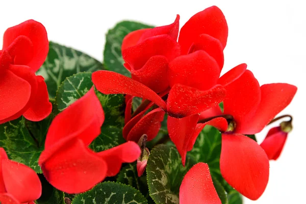 Flor Roja Ciclamen Con Gotas Agua Sobre Fondo Blanco Primer — Foto de Stock