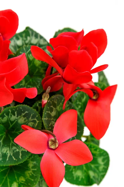 Czerwony Kwiat Cyklamen Białym Tle Zbliżeniu — Zdjęcie stockowe