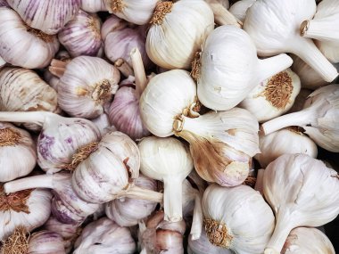 Tarım tam çerçeve arka plan - organik sarımsak ampuller Satılık yakın çekim yığını.