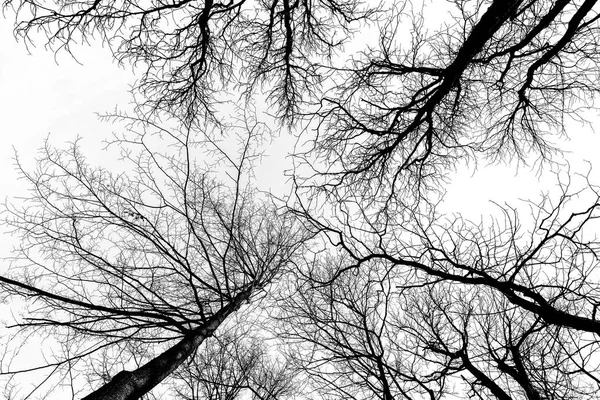 Branches d'arbres sombres — Photo