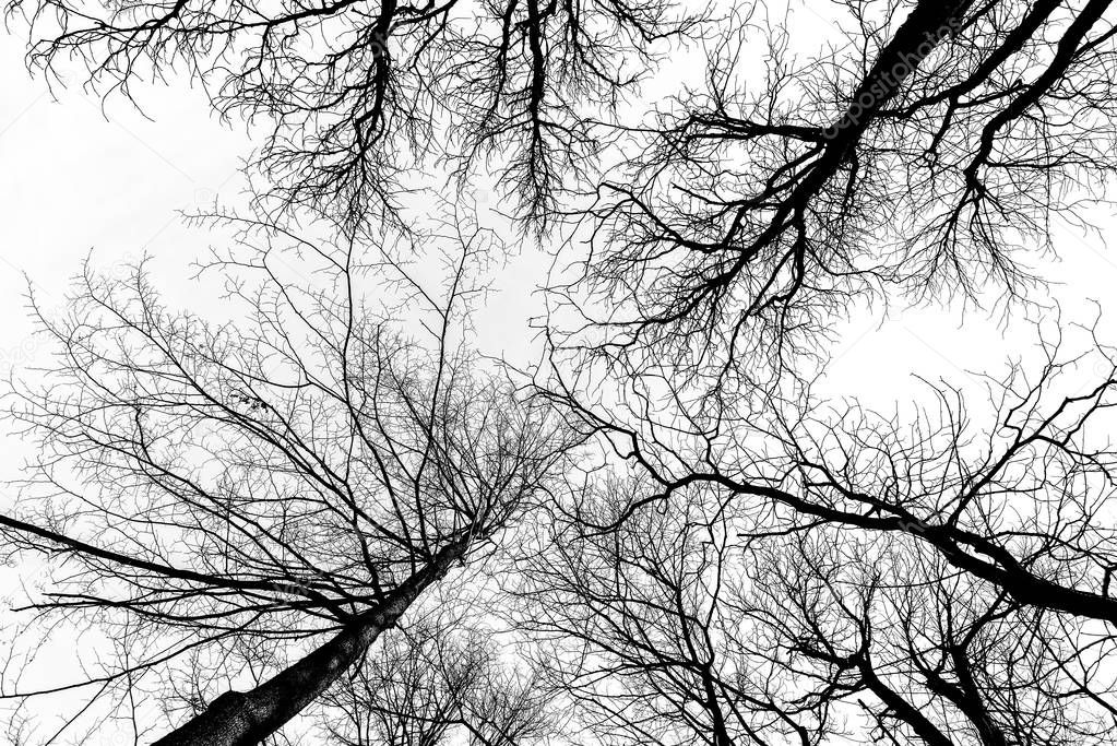 Dark tree branches