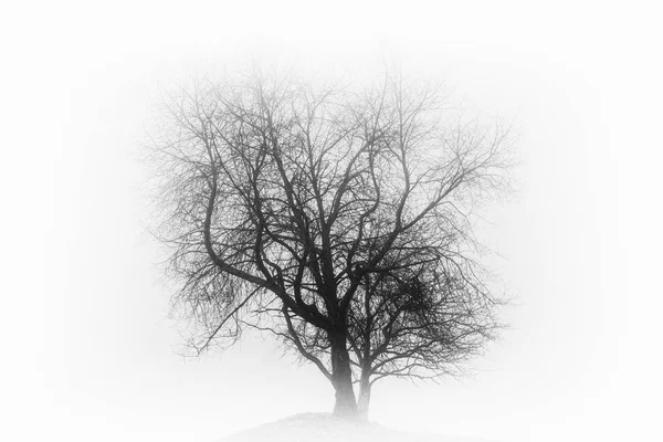 Eenzame boom in de mist — Stockfoto