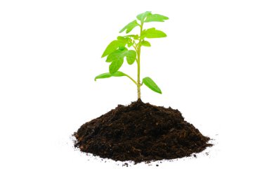 yeşil bitki yetiştirme